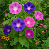 IPOMOEA purpurea, 'Tall Mix' (Morning Glory, Mixed Colors)
