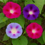 IPOMOEA purpurea, 'Tall Mix' (Morning Glory, Mixed Colors)