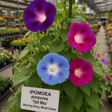 IPOMOEA purpurea, 'Tall Mix' (Morning Glory, Mixed Colors)
