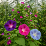 IPOMOEA purpurea, 'Tall Mix' (Morning Glory, Mixed Colors)