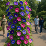 IPOMOEA purpurea, 'Tall Mix' (Morning Glory, Mixed Colors)