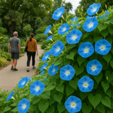 IPOMOEA tricolor 'Heavenly Blue' (Morning Glory, Blue)