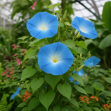 IPOMOEA tricolor 'Heavenly Blue' (Morning Glory, Blue)