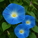IPOMOEA tricolor 'Heavenly Blue' (Morning Glory, Blue)