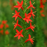 IPOMOPSIS rubra (Standing Cypress, Texas Plume, Spanish Larkspur, Scarlet Gilia, Flame Flower, Red Texas Star)