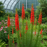 IPOMOPSIS rubra (Standing Cypress, Texas Plume, Spanish Larkspur, Scarlet Gilia, Flame Flower, Red Texas Star)