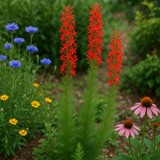 IPOMOPSIS rubra (Standing Cypress, Texas Plume, Spanish Larkspur, Scarlet Gilia, Flame Flower, Red Texas Star)