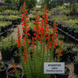 IPOMOPSIS rubra (Standing Cypress, Texas Plume, Spanish Larkspur, Scarlet Gilia, Flame Flower, Red Texas Star)