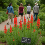IPOMOPSIS rubra (Standing Cypress, Texas Plume, Spanish Larkspur, Scarlet Gilia, Flame Flower, Red Texas Star)