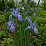 IRIS missouriensis (Wild Blue Iris)