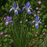IRIS missouriensis (Wild Blue Iris)