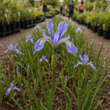 IRIS missouriensis (Wild Blue Iris)