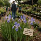 IRIS missouriensis (Wild Blue Iris)