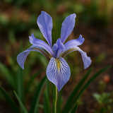 IRIS missouriensis (Wild Blue Iris)