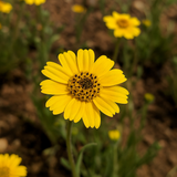 LASTHENIA glabrata (Goldfields)