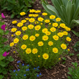 LASTHENIA glabrata (Goldfields)