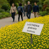 LASTHENIA glabrata (Goldfields)