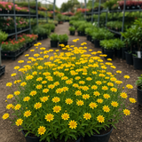 LASTHENIA glabrata (Goldfields)