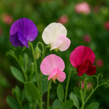 LATHYRUS odoratus 'Bijou Mix' (Annual Sweet Pea, Dwarf - Bijou Mix)