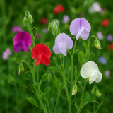 LATHYRUS odoratus 'Bijou Mix' (Annual Sweet Pea, Dwarf - Bijou Mix)