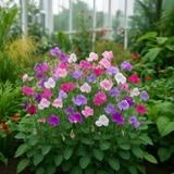 LATHYRUS odoratus 'Bijou Mix' (Annual Sweet Pea, Dwarf - Bijou Mix)