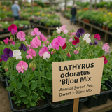 LATHYRUS odoratus 'Bijou Mix' (Annual Sweet Pea, Dwarf - Bijou Mix)