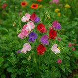 LATHYRUS odoratus 'Bijou Mix' (Annual Sweet Pea, Dwarf - Bijou Mix)