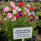 LATHYRUS odoratus 'Early Multiflora Mix' (Annual Sweet Pea, Early - Early Multiflora Mix)