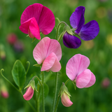 LATHYRUS odoratus 'Early Multiflora Mix' (Annual Sweet Pea, Early - Early Multiflora Mix)
