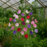 LATHYRUS odoratus 'Early Multiflora Mix' (Annual Sweet Pea, Early - Early Multiflora Mix)