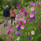LATHYRUS odoratus 'Early Multiflora Mix' (Annual Sweet Pea, Early - Early Multiflora Mix)