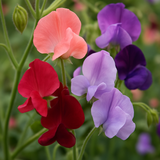 LATHYRUS odoratus 'Heirloom Mix' (Annual Sweet Pea, Heirloom types - Heirloom Mix)