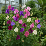 LATHYRUS odoratus 'Heirloom Mix' (Annual Sweet Pea, Heirloom types - Heirloom Mix)