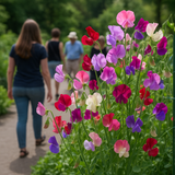 LATHYRUS odoratus 'Heirloom Mix' (Annual Sweet Pea, Heirloom types - Heirloom Mix)