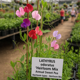 LATHYRUS odoratus 'Heirloom Mix' (Annual Sweet Pea, Heirloom types - Heirloom Mix)