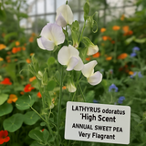 LATHYRUS odoratus 'High Scent' (Annual Sweet Pea, Very Fragrant - High Scent)