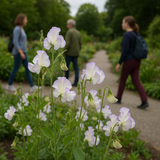 LATHYRUS odoratus 'High Scent' (Annual Sweet Pea, Very Fragrant - High Scent)