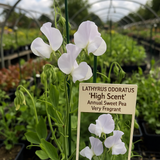 LATHYRUS odoratus 'High Scent' (Annual Sweet Pea, Very Fragrant - High Scent)