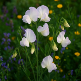 LATHYRUS odoratus 'High Scent' (Annual Sweet Pea, Very Fragrant - High Scent)