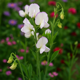 LATHYRUS odoratus 'High Scent' (Annual Sweet Pea, Very Fragrant - High Scent)