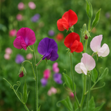 LATHYRUS odoratus 'Knee High Mix' (Annual Sweet Pea, Semi-Dwarf - Knee High Mix)