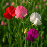 LATHYRUS odoratus 'Knee High Mix' (Annual Sweet Pea, Semi-Dwarf - Knee High Mix)