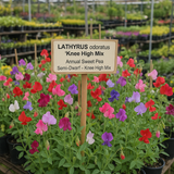LATHYRUS odoratus 'Knee High Mix' (Annual Sweet Pea, Semi-Dwarf - Knee High Mix)