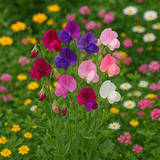 LATHYRUS odoratus 'Knee High Mix' (Annual Sweet Pea, Semi-Dwarf - Knee High Mix)