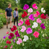 LATHYRUS odoratus 'Mammoth Mix' (Annual Sweet Pea, Long Stemmed - Mammoth Mix)