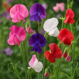LATHYRUS odoratus 'Mammoth Mix' (Annual Sweet Pea, Long Stemmed - Mammoth Mix)