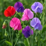 LATHYRUS odoratus 'Mammoth Mix' (Annual Sweet Pea, Long Stemmed - Mammoth Mix)