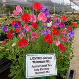 LATHYRUS odoratus 'Mammoth Mix' (Annual Sweet Pea, Long Stemmed - Mammoth Mix)