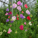 LATHYRUS odoratus 'Mammoth Mix' (Annual Sweet Pea, Long Stemmed - Mammoth Mix)