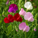 LATHYRUS odoratus 'Royal Family Mix' (Annual Sweet Pea, Large, Fragrant - Royal Family Mix)